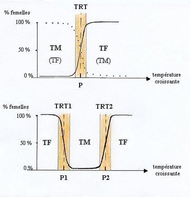 Temperature Sex Determination 14