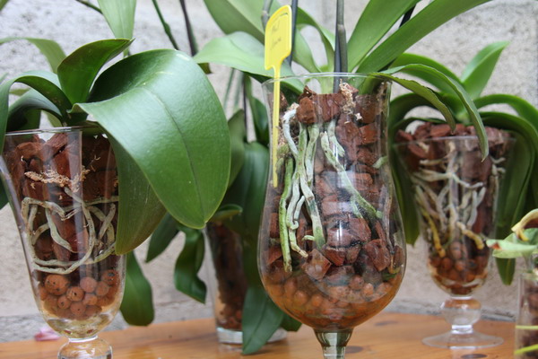planter une orchidee dans un vase en verre