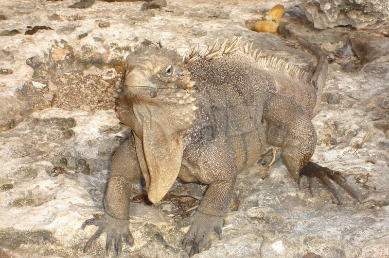 cayo largo rencontre