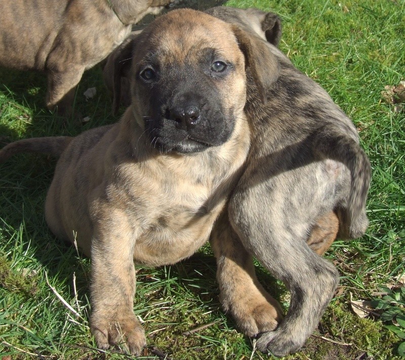 chiots dogos canarios LOF chiots dogos canarios LOF
