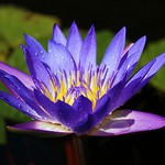 lotus10.jpg